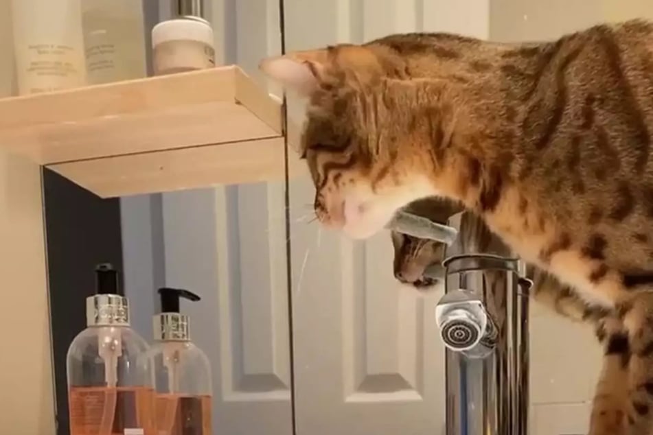 This cat loves to play with water and is simply too smart for its own good.