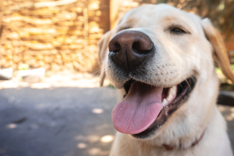 Immer der Nase nach: Hier sollen Hunde lernen, Krankheiten zu erschnüffeln