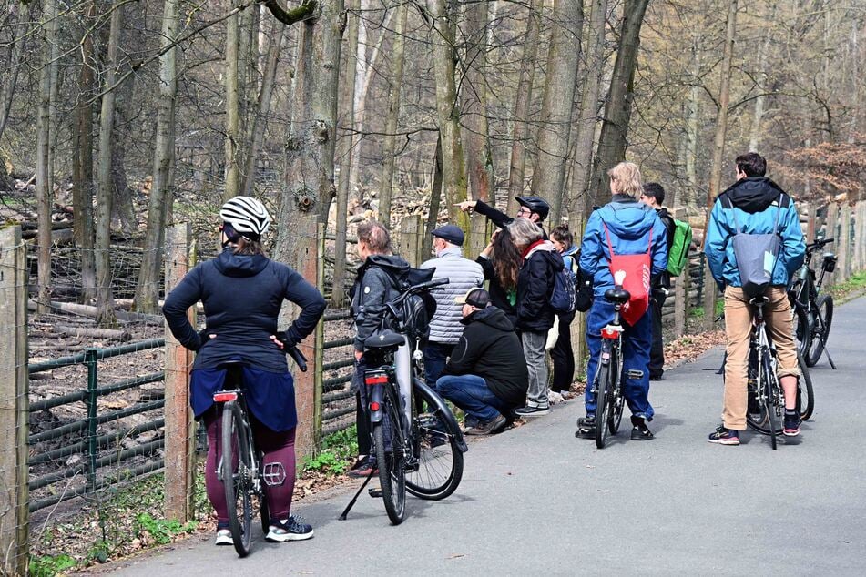 Zahlreiche Fahrradfahrer stiegen ab, um sich die ungewöhnlichen Tierbabys anzusehen.