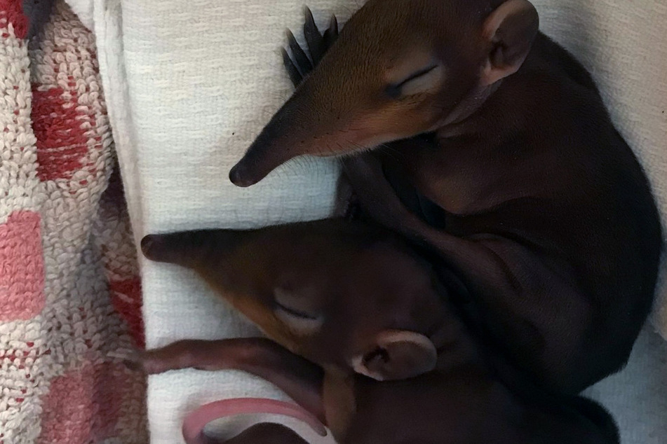 Erst im August waren die beiden Rotschulter-Rüsselhündchen im Zoo Leipzig auf die Welt gekommen.