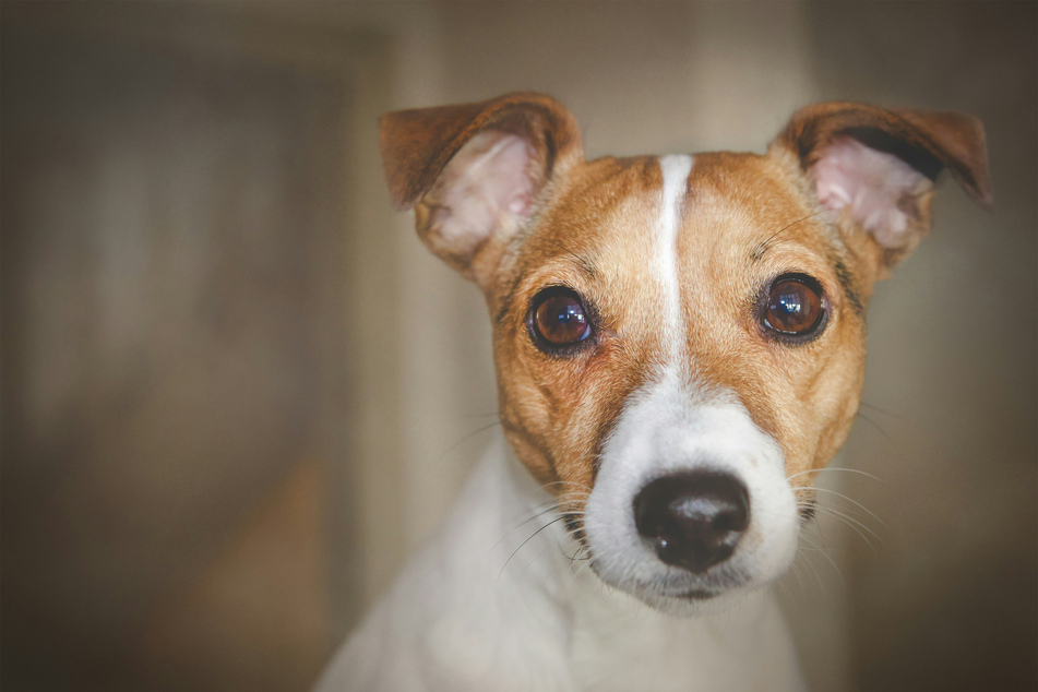 Jack Russell Terriers are always ripe and ready to go.