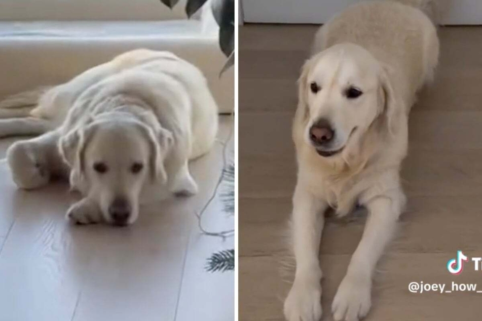 A dog owner's TikTok clip recently went viral, showing her furry friend's mood change in a matter of seconds!