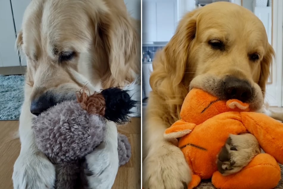 In aller Regel nutzt der Hund seine Stofftiere, um herzlich mit ihnen zu kuscheln.