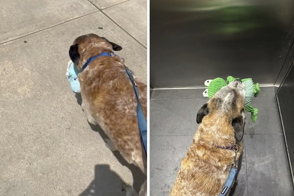 Hund bekommt ein Plüschtier geschenkt: Was das Tier damit macht, lässt Herzen schmelzen