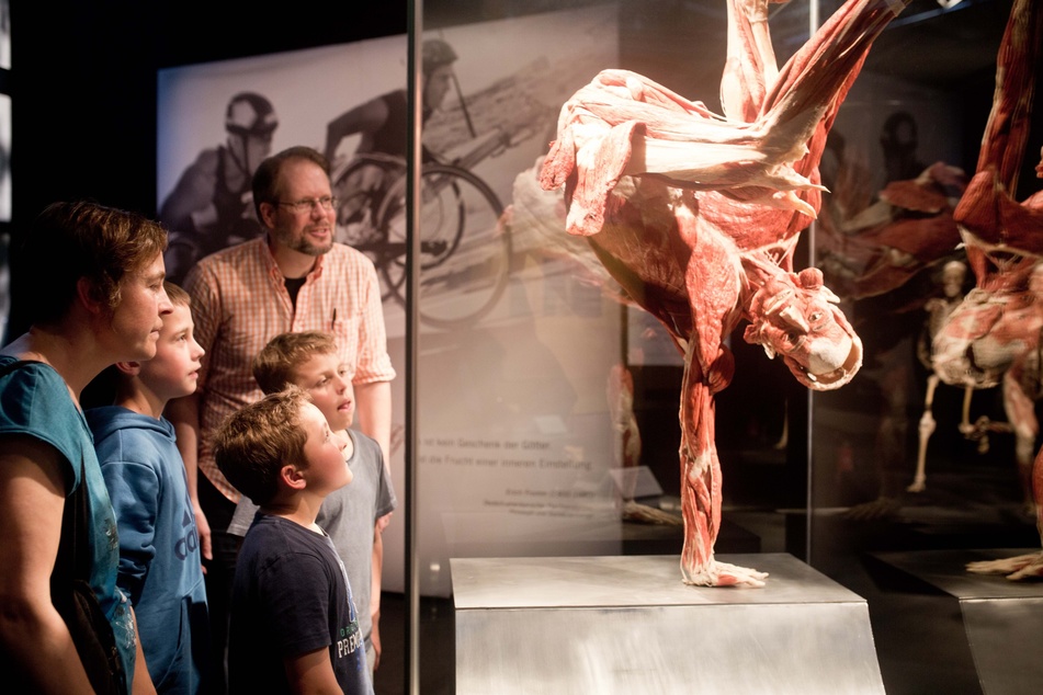 Die Dresdner Schau gehört zu den bisher größten "Körperwelten", bereits 2014 gastierte von Hagens schon einmal in der Stadt. Weltweit haben seit 1995 mehr als 50 Millionen Menschen die anatomischen Exponate bestaunt.