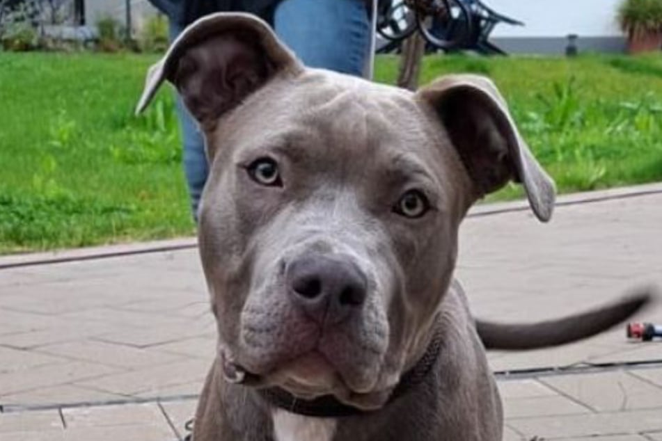 Die junge Staffy-Mix-Hündin sucht Menschen mit Erfahrung und viel Zeit.