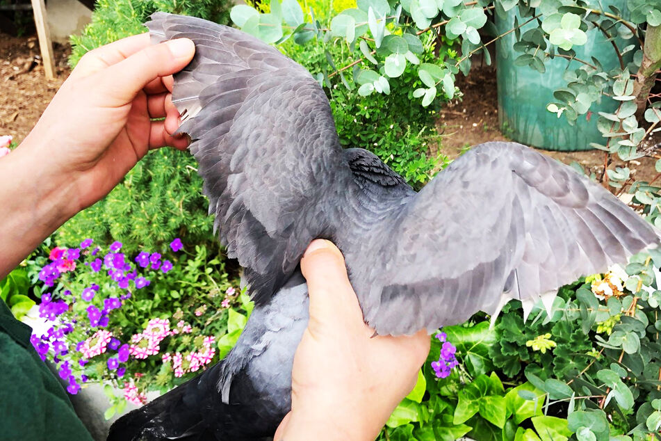 Eine "beschnittene" Taube wurde den Tierschützern gebracht.