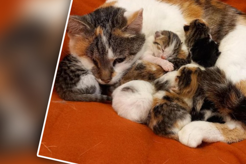 Katze mit 6 Babys gefunden, doch im Tierheim ist kein Platz: Das passiert nun mit den Miezen