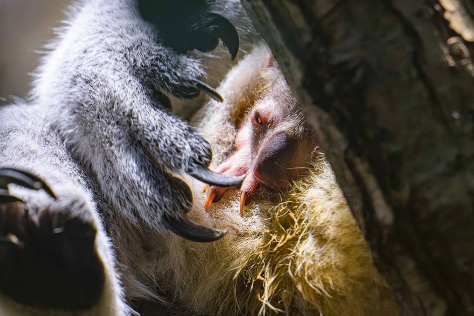 Ein Koala-Jungtier guckt aus dem Beutel seiner Mutter heraus. Es wächst im Duisburger Zoo heran.