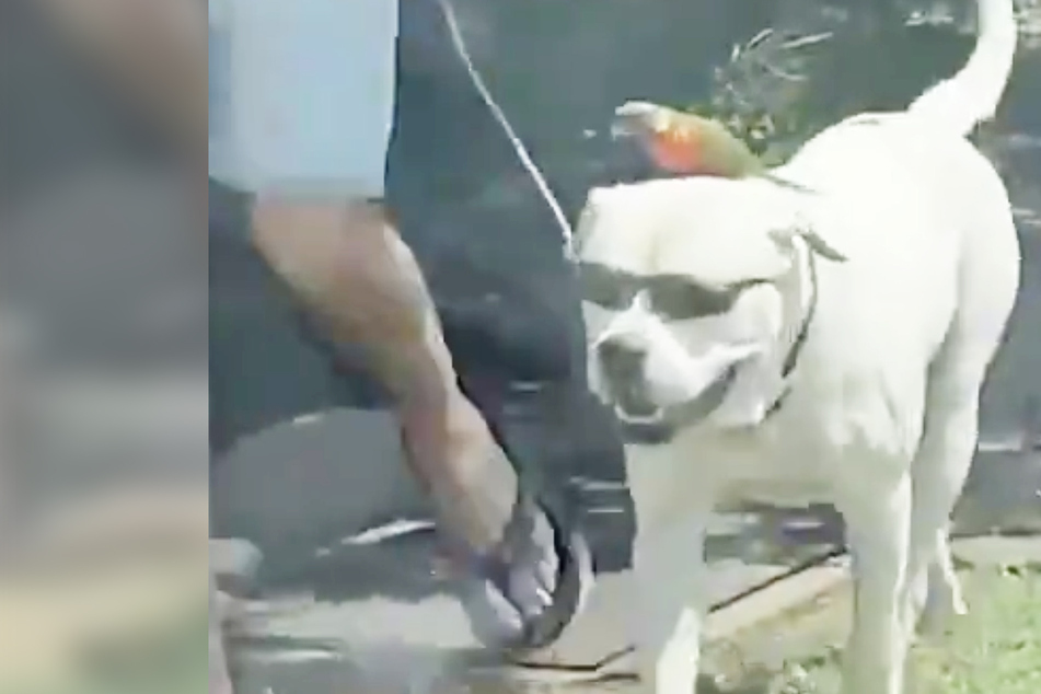 Verrückt: Hund mit Sonnenbrille geht mit Papagei auf dem Kopf spazieren