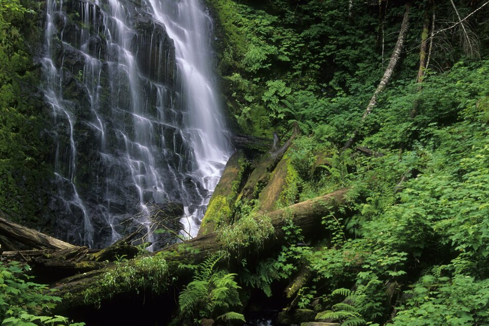 University Falls, one part of the waterways of the Pacific Northwest in Tillamook State Forest, Oregon.