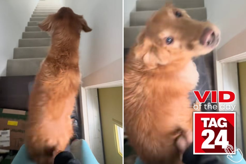 Today's Viral Video of the Day features a dog's groovy butt-scratching staircase moment that has millions of viewers in awe!