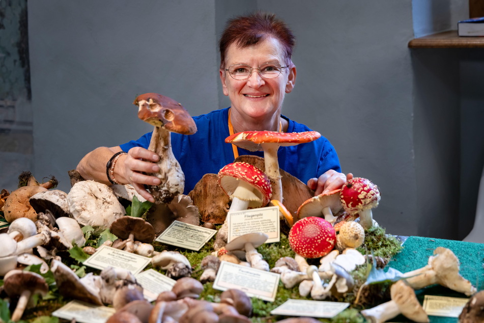 Schön anzusehen, aber hochgiftig: der Fliegenpilz.