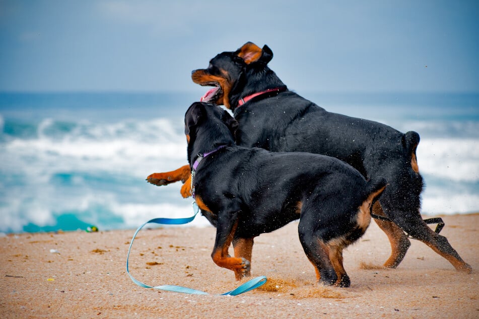 Rottweilers are sort of menacing dogs, and pretty short-lived.