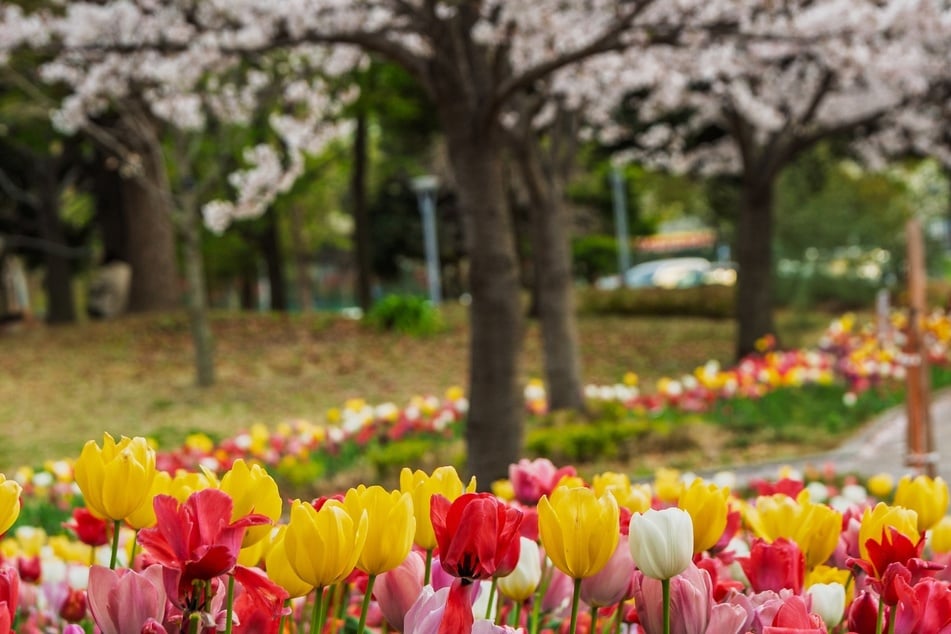 Finde im Frühlingsquiz heraus, wie gut Du Dich zur Jahreszeit auskennst!