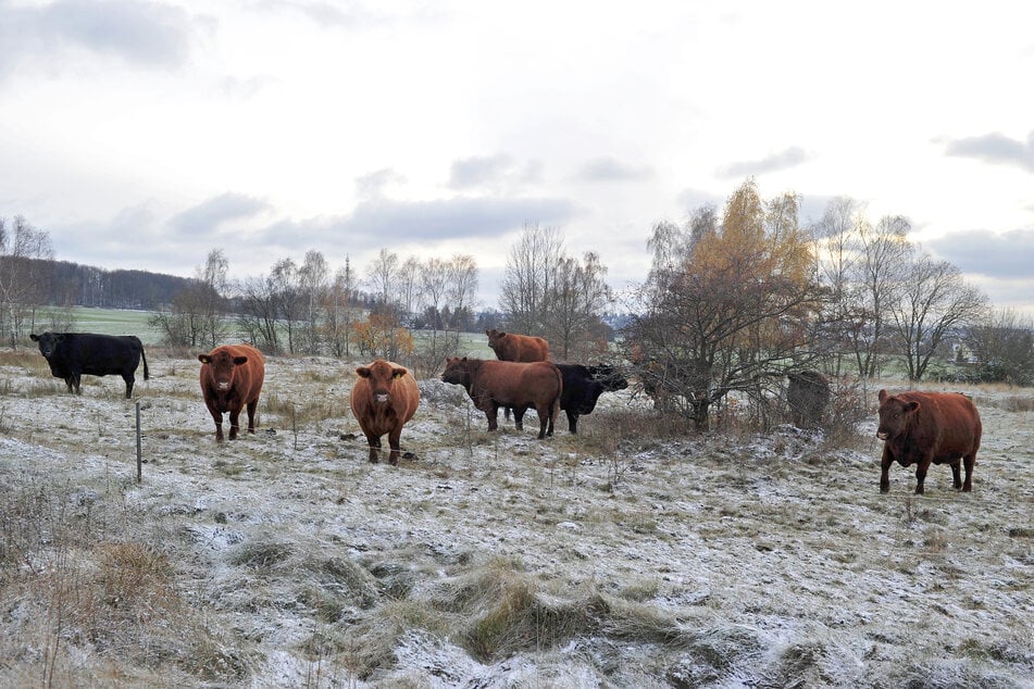 Die Deutsch-Angus-Rinder lassen sich die Äpfel auf der Streuobstwiese munden.