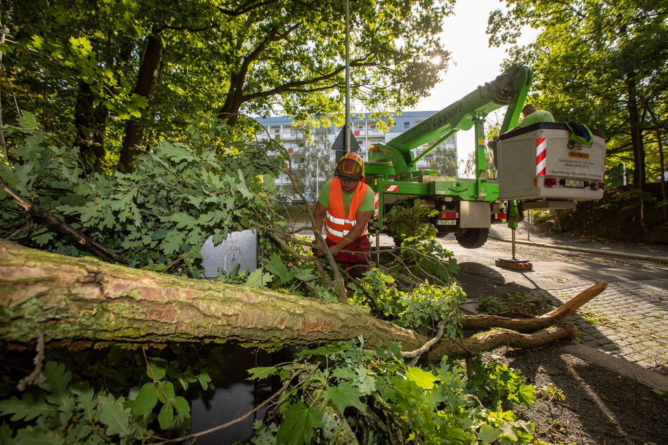 Dutzende Bäume stürzten durch das Unwetter in Plauen um.