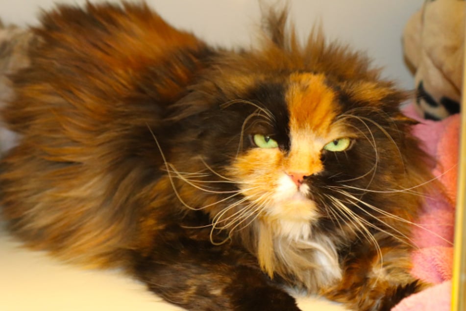 Perser-Katze Priscilla.