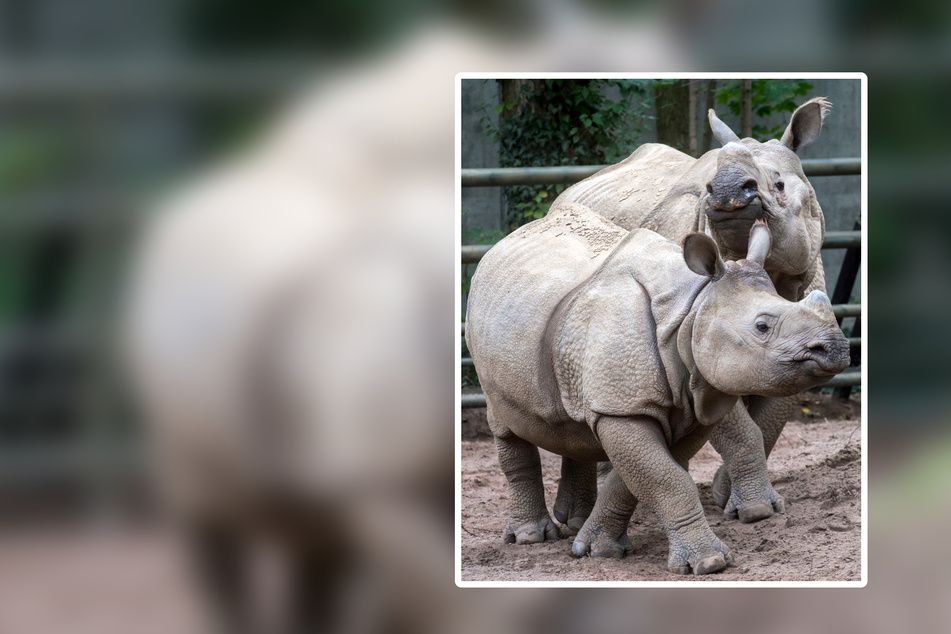 Gefährdete Tierart: Nashorn-Mama Betty verliert ihren Sohn Karl