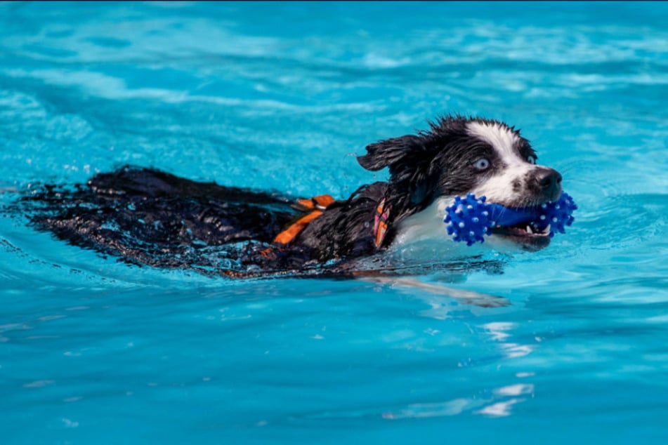 Am Sonntag ist Badezeit - aber nur für Hunde. (Symbolbild)