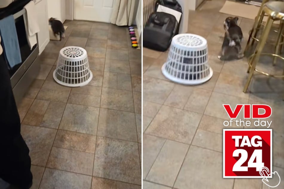 This tiny pup got put in hamper jail for harassing the senior dog and is NOT accepting his sentence!