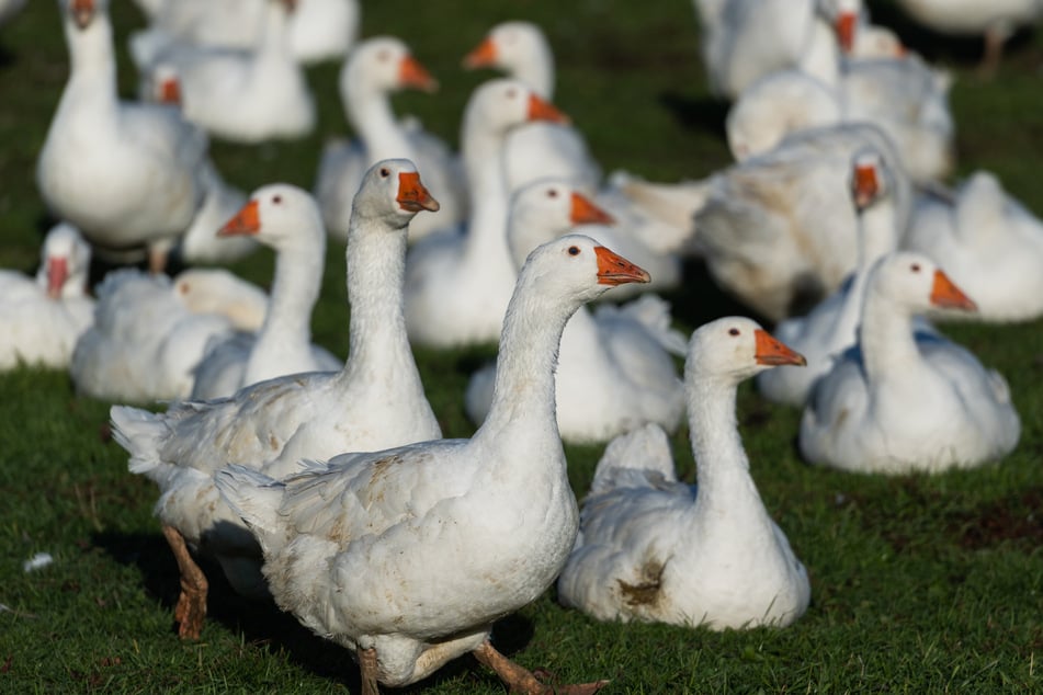 Viele der Gänse und Enten in den Zuchtfarmen sterben aufgrund der widrigen Lebensumstände vorzeitig.