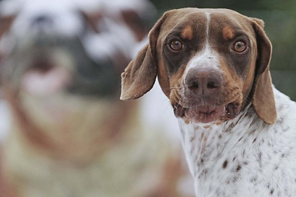 Pointer-Mix Theo befindet sich seit Januar 2026 im Tierheim und sucht ein neues Zuhause.