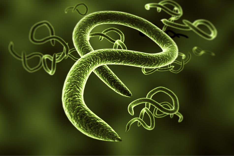 Ein Ebola-Virus im 3D-Rendering. Das Virus wird wahrscheinlich von Fledermäusen übertragen.