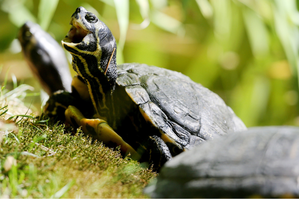 Mehrere Gelbwangen-Schmuckschildkröten wurden in Lehnitz gesichtet. (Symbolbild)