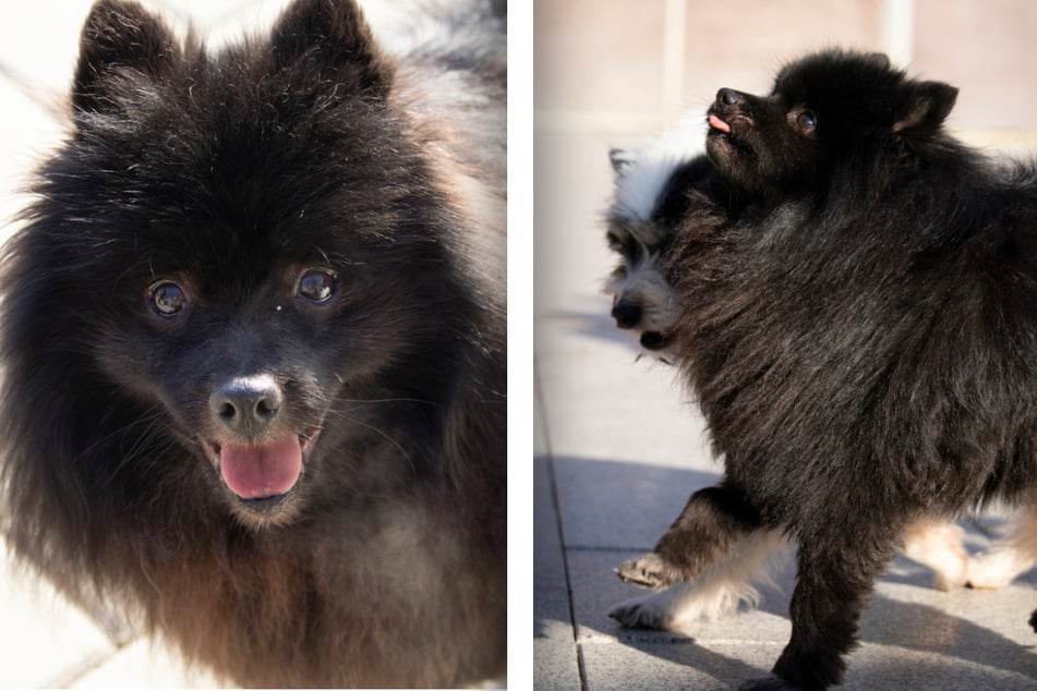 Horsti sucht ein neues Zuhause ...