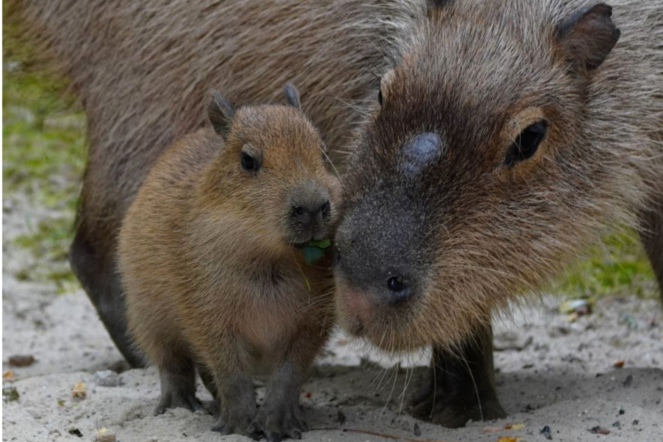 So süß! Wasserschwein-Fünflinge im Zoo Hannover zur Welt gekommen