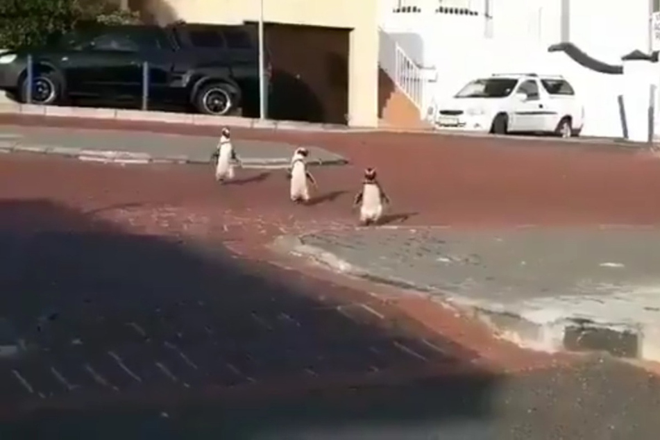 Einige Pinguine nutzten in der Nähe von Kapstadt die Corona-Isolation der Menschen für einen kleinen Spaziergang durch die Stadt.