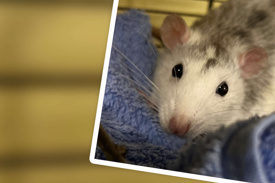 Feige ausgesetzt vor Kölner Tierheim: Ratten-Trio musste bei Kälte in kleiner Box ausharren