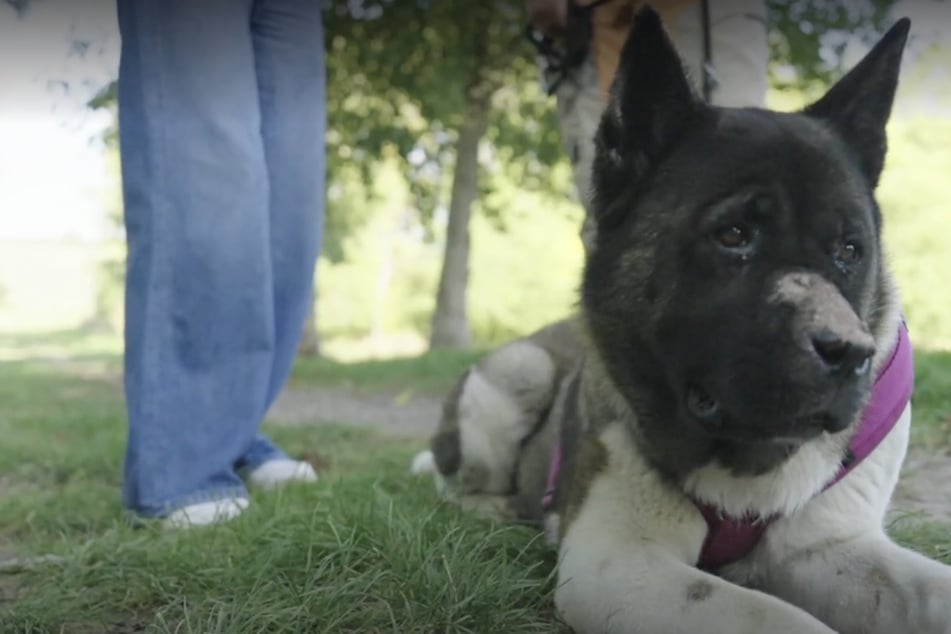Erst Garage, dann sollte sie sterben: Die herzzerreißende Geschichte von Akita-Hündin Samy