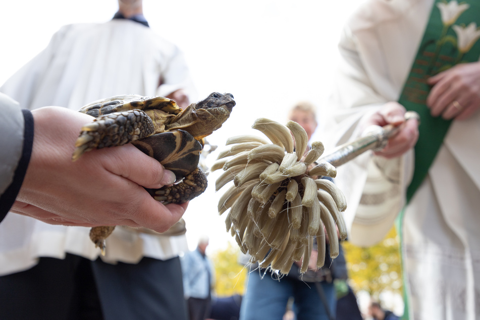 So könnte es aussehen: Ein Diakon segnet eine Schildkröte in Osnabrück mit einem Aspergill und Weihwasser. (Archivbild)