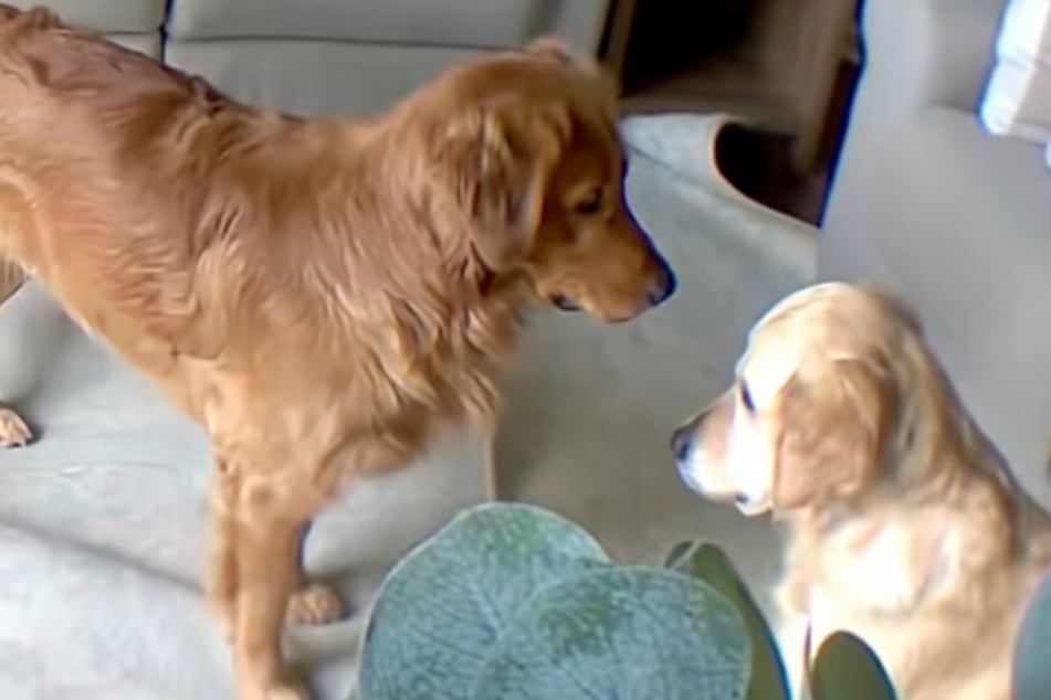 Zwischen Finn (l.) und Berkley ist die Stimmung in diesem ulkigen Video angespannt.