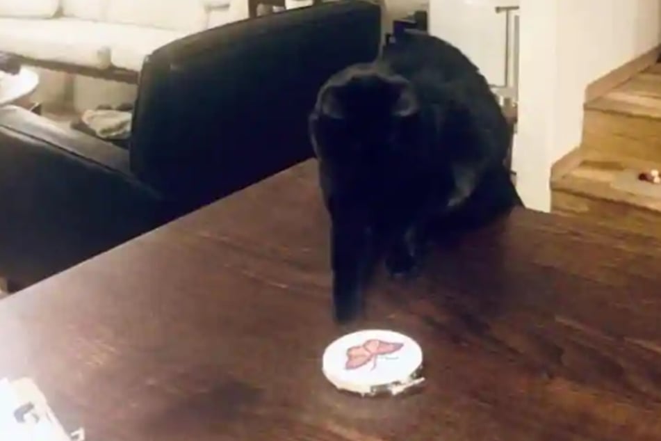 Scaredy-cat battles harmless object and the internet loves it