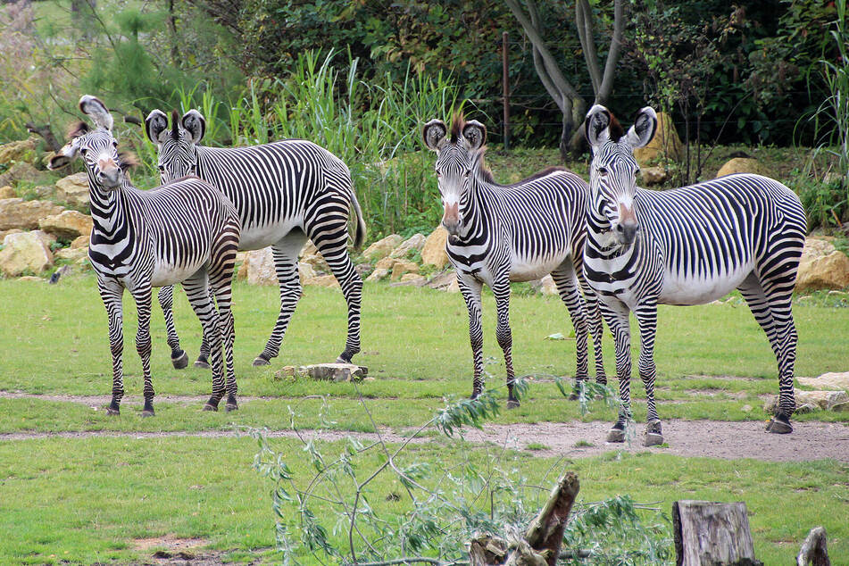 Die Zebras im Zoo durften kürzlich ihren kleinen Artgenossen kennenlernen. (Archivbild)