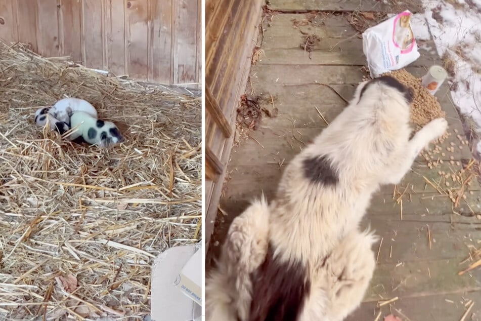 Auf einem Campingplatz in Rumänien wurde eine Hündin samt Welpen ausgesetzt.