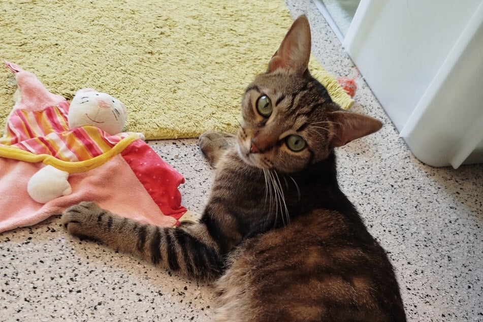 Katze Luna versteht sich mit Menschen, Katzen und sogar Hunden gut.
