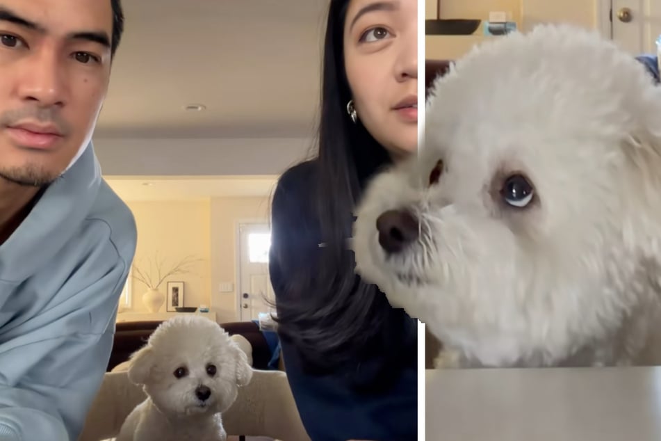 Paar testet, wen Hund lieber mag: Seine Reaktion könnte nicht eindeutiger sein