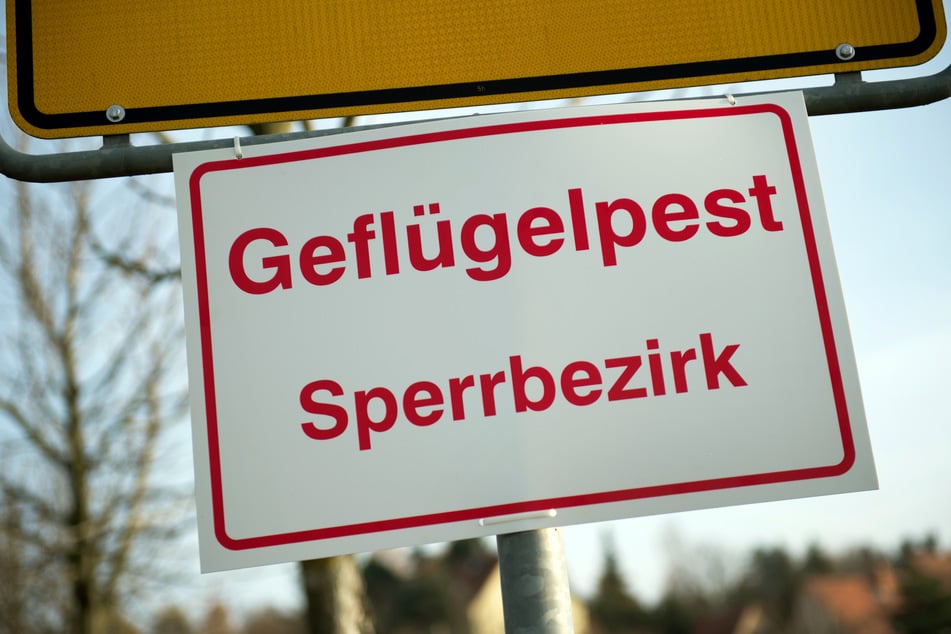 Die Vogelgrippe ist in Simbach ausgebrochen.