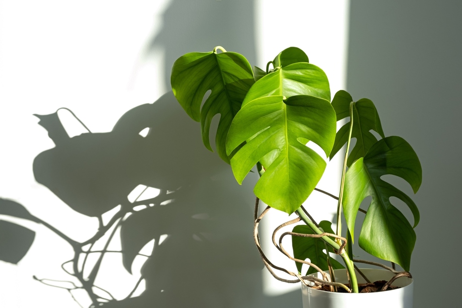 Bildet eine Monstera Luftwurzeln, wollen viele diese am liebsten abschneiden.