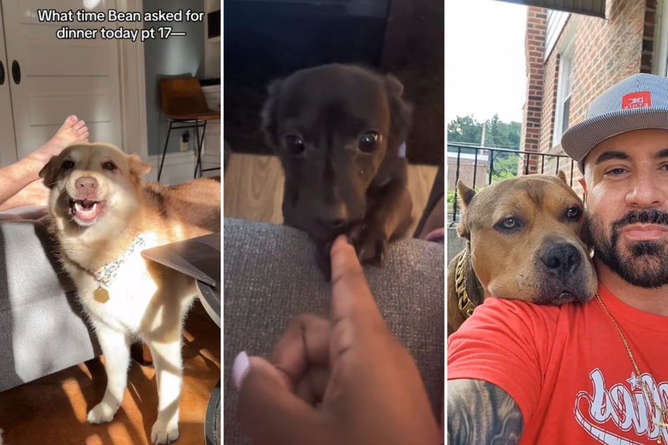 Here are our top three most-loved doggy videos on TikTok this week! Prepare for these interesting and inspirational characters.