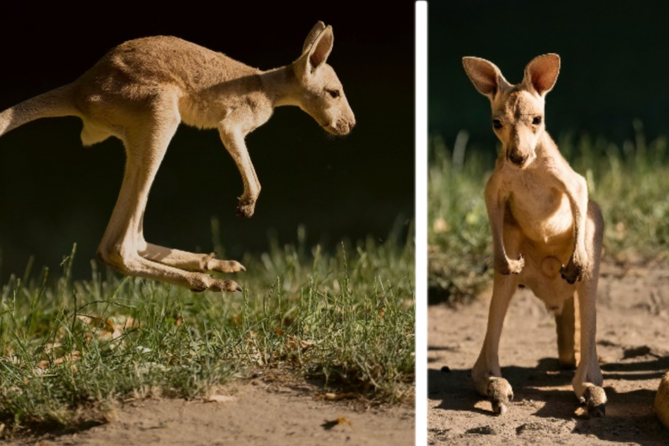 Bei Geburt nur so groß wie ein Gummibärchen: Riesenkänguru-Nachwuchs im Zoo