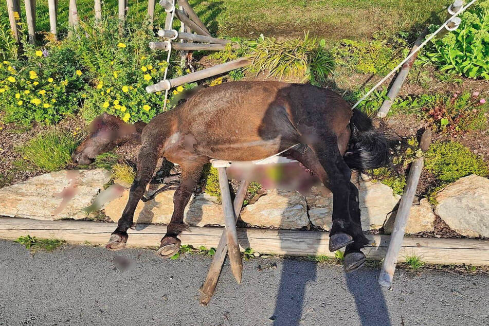 Mika wurde tot neben der Bergstation an der Möseralm aufgefunden.