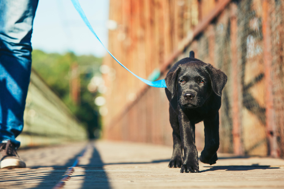 A dog owner should always remain calm on walks and when encountering other pups.