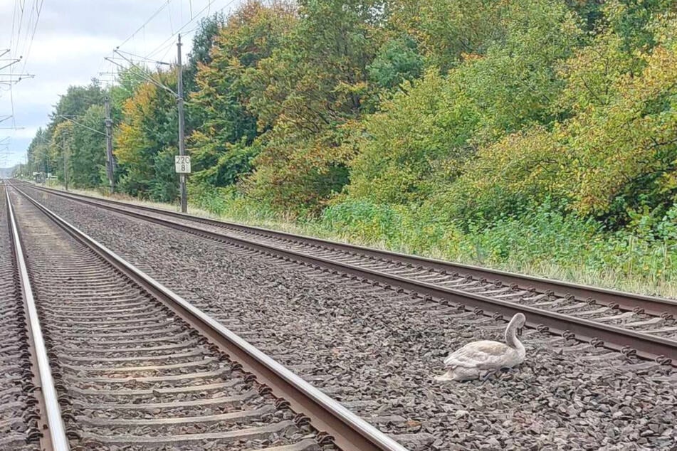 Zugverkehr gestoppt: Schwan verirrt sich auf Bahngleise