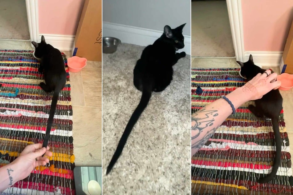 Xûr the kitty is only 6 months old, but his tail has Reddit in disbelief!