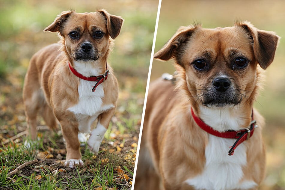 Beschlagnahmt und gebrochen: Junghund Dante hofft auf eine zweite Chance